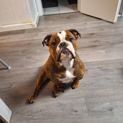 Roxy  Englische Bulldogge